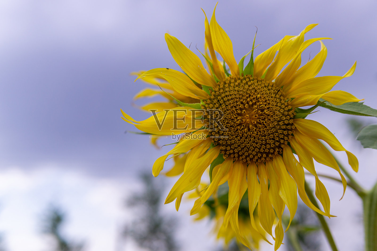 头的向日葵照片摄影图片