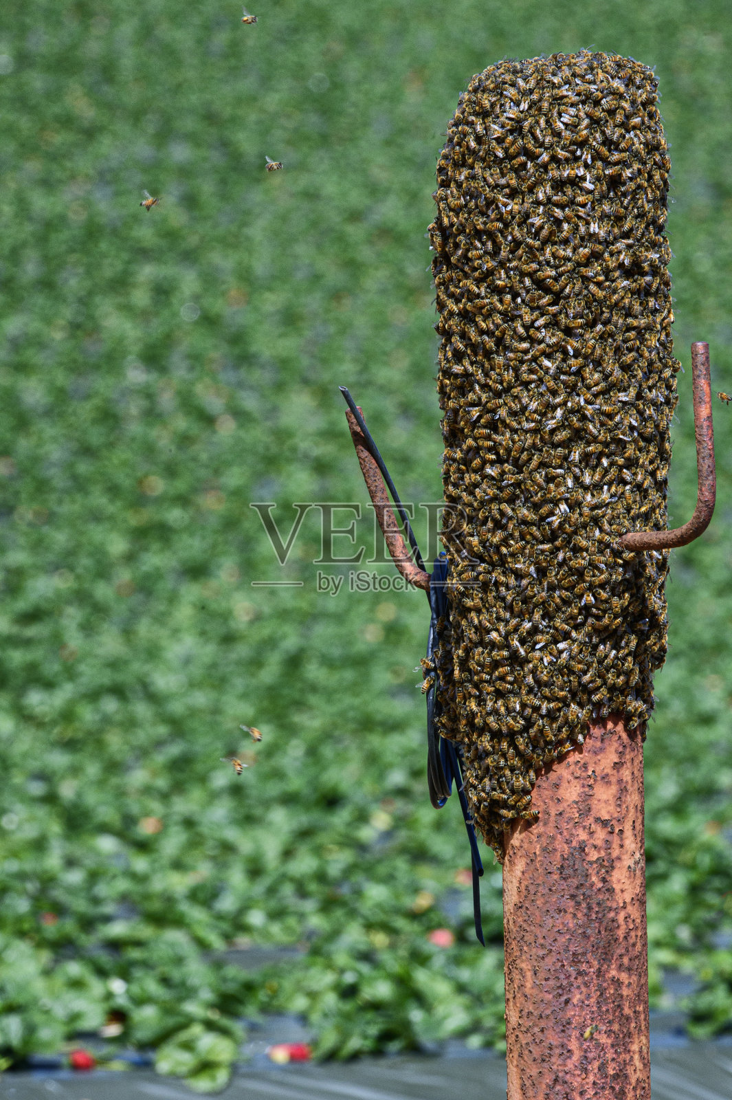 蜂群形成新蜂巢的特写照片摄影图片