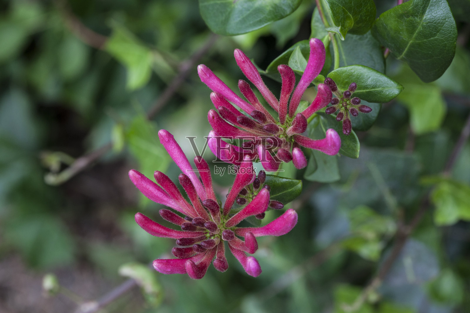 红色忍冬Caprifolium照片摄影图片