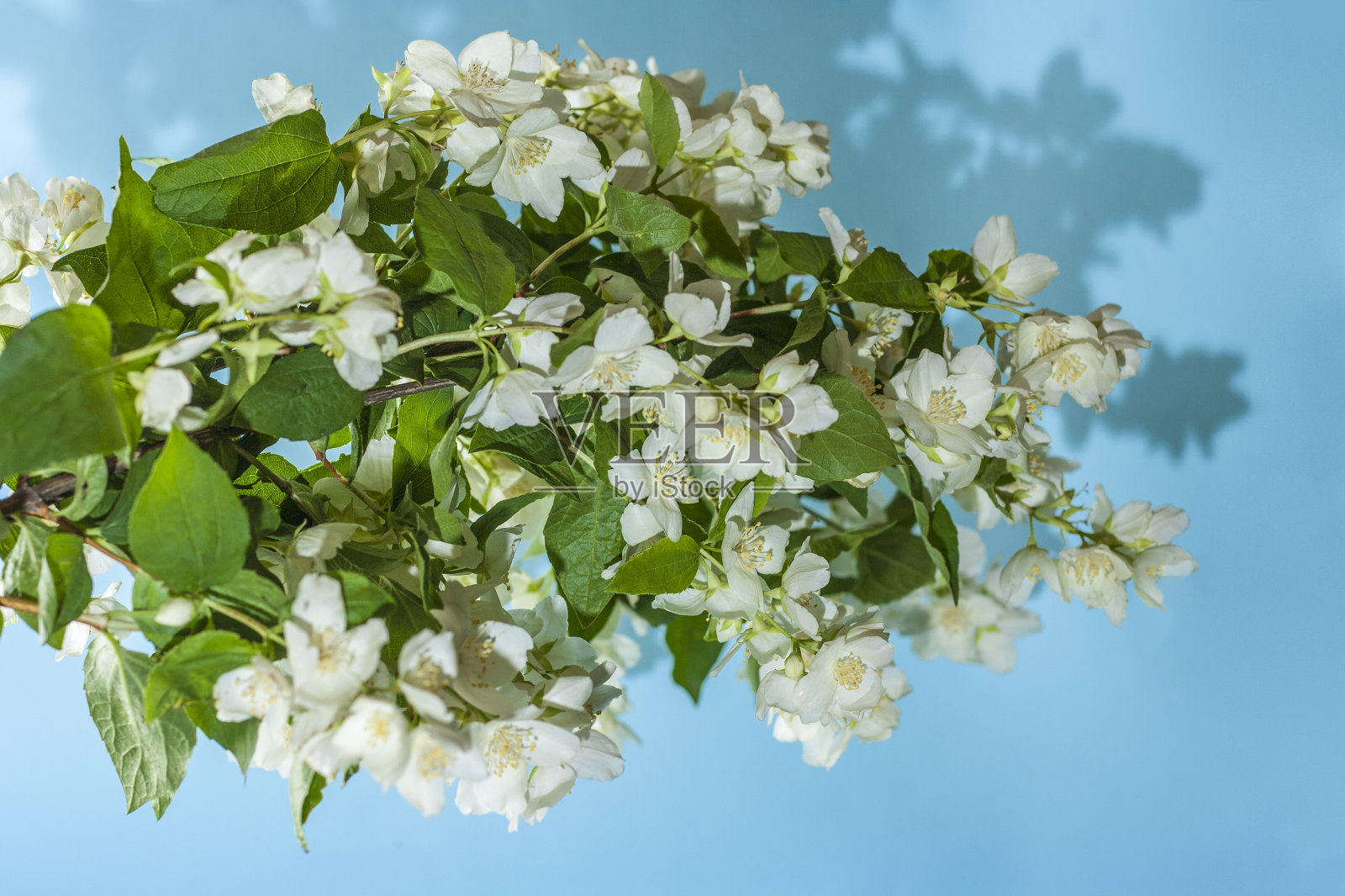 盛开的茉莉花枝在蓝色背景与复制空间。照片摄影图片