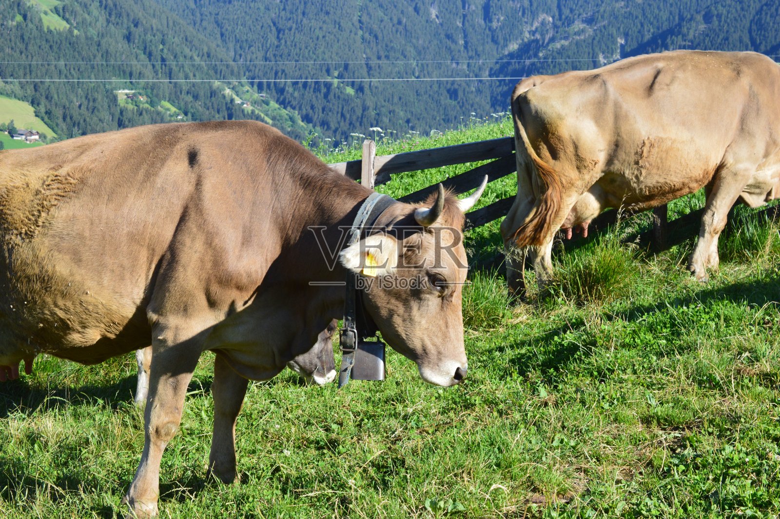 牛照片摄影图片