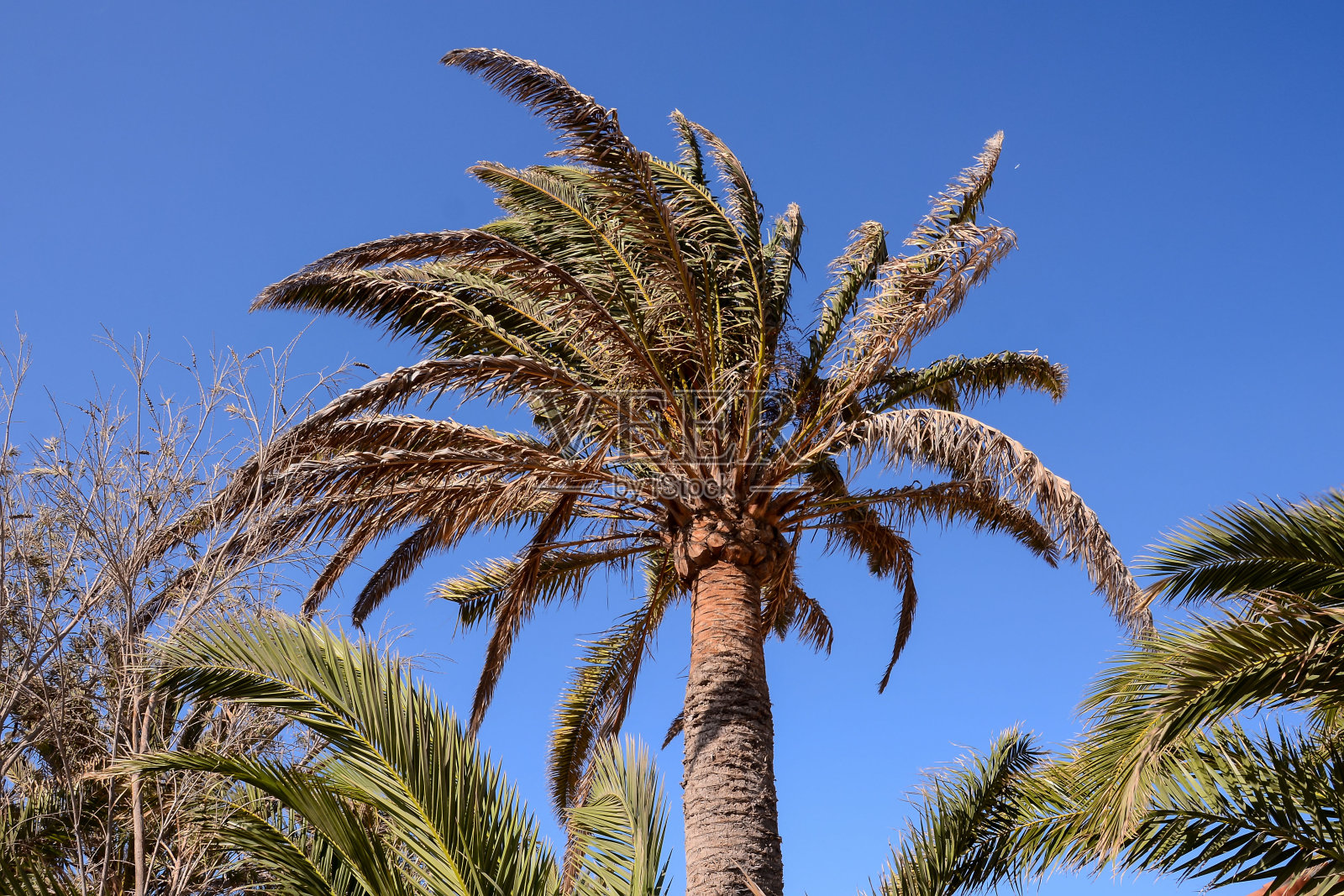 大加纳利加那利群岛马斯帕洛马斯的干燥沙漠景观照片摄影图片