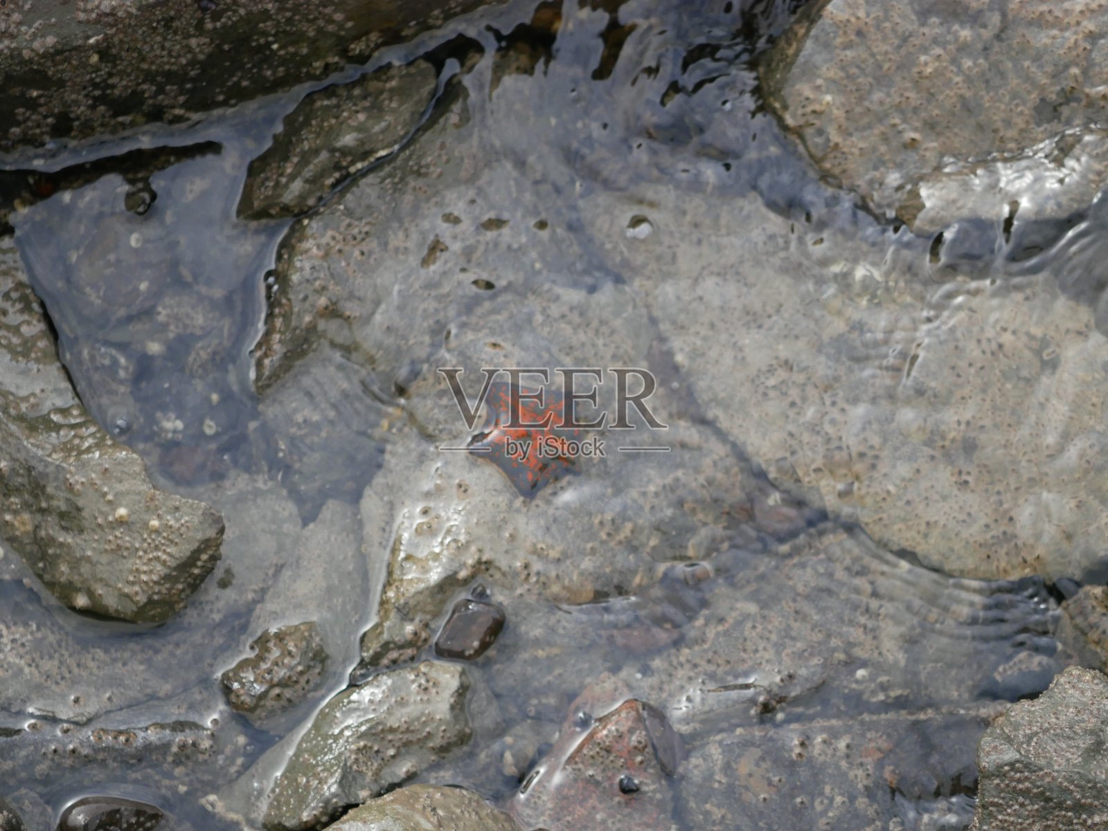 在一个阳光明媚的夏日,一只五只海星躺在海边。捕鱼前吃海鲜。海洋和海洋的生态系统。照片摄影图片