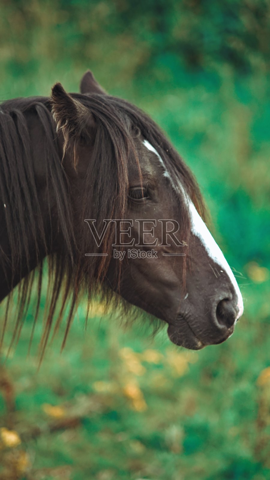 马的头照片摄影图片