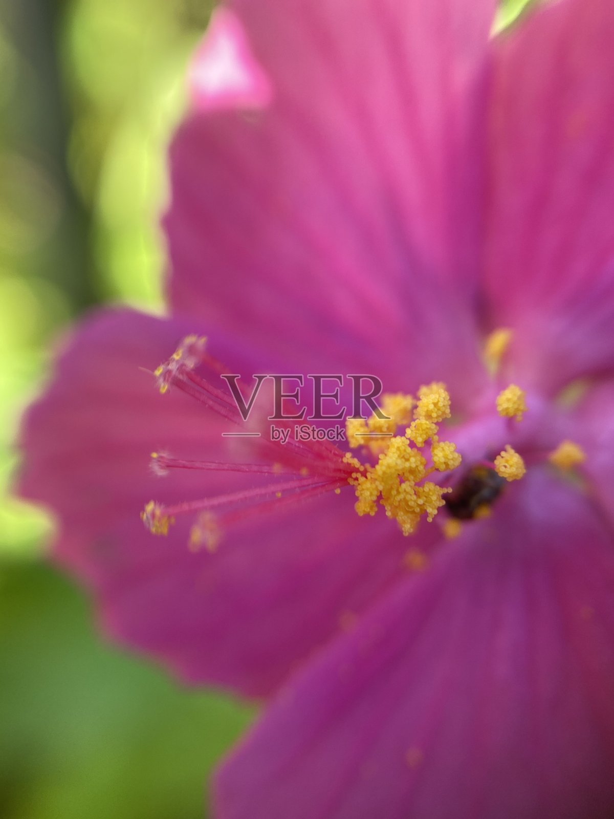 花照片摄影图片