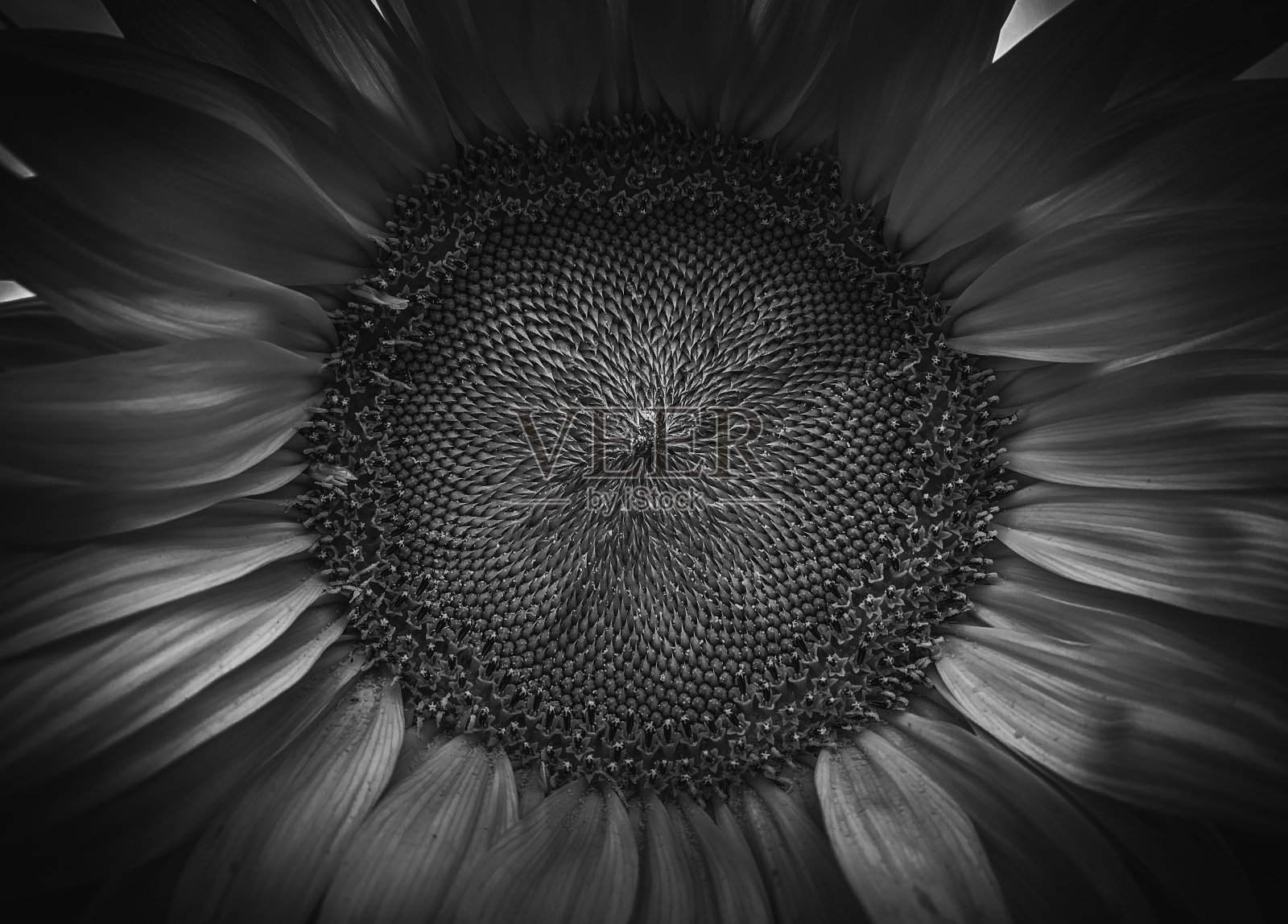黑白向日葵宏照片摄影图片
