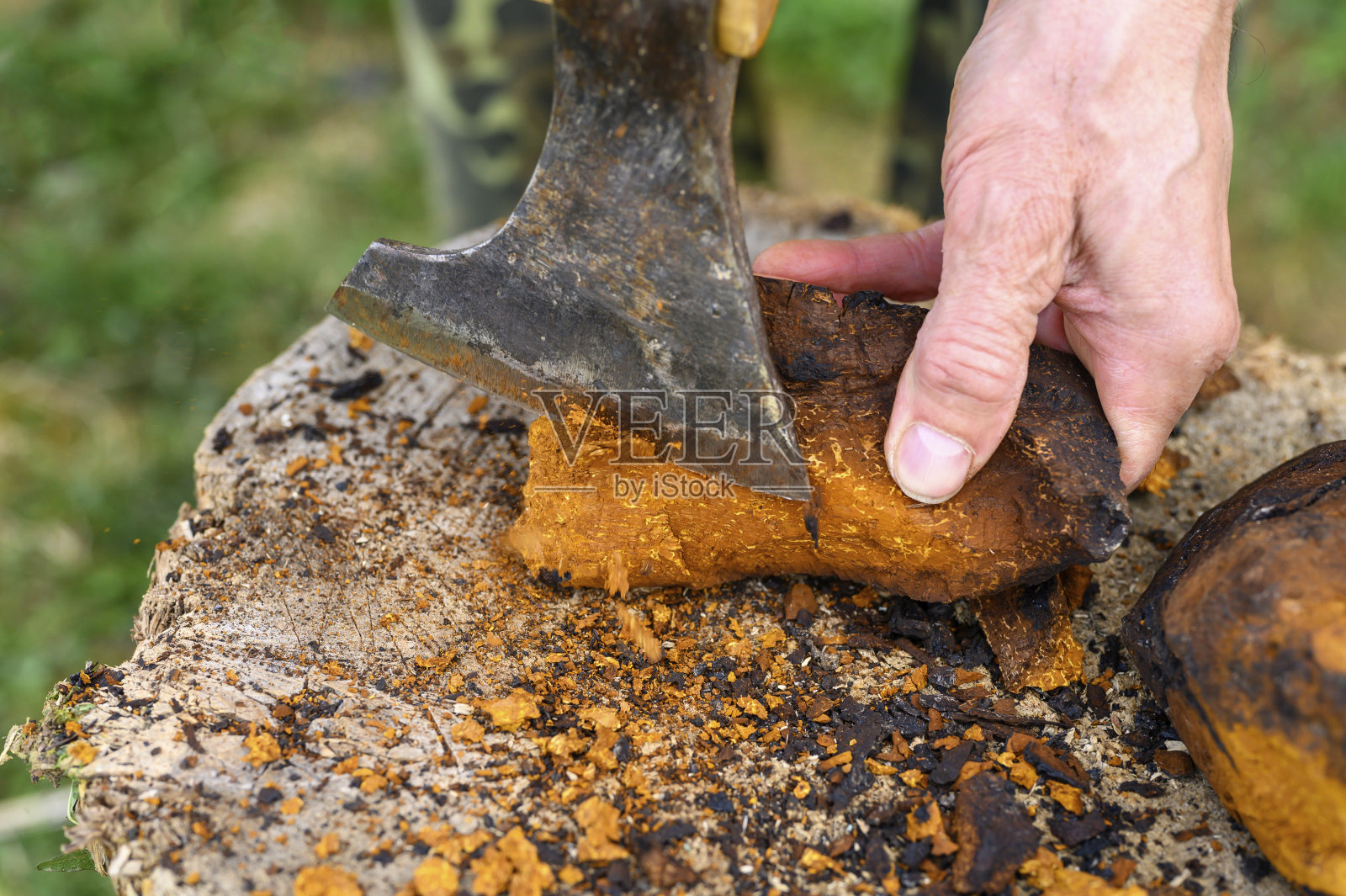 男人们用斧头在新鲜的空气中清理白桦蘑菇的菌类。一步一步照片摄影图片