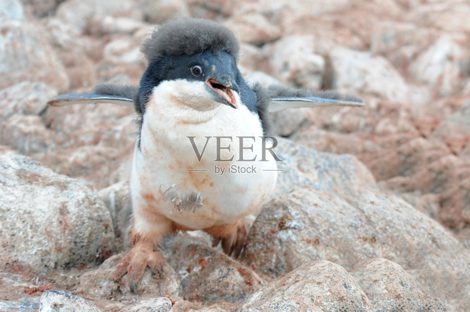 企鹅阿德利-分布最广的企鹅物种。照片摄影图片