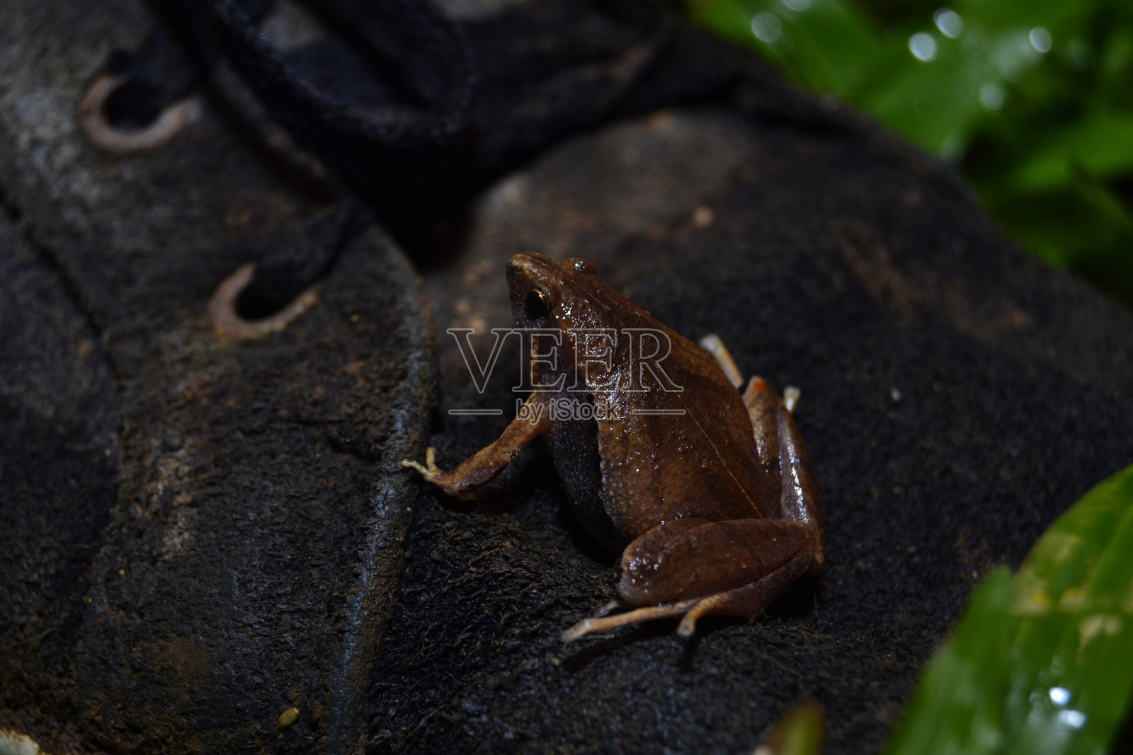 爪哇Narrow-mothed青蛙照片摄影图片