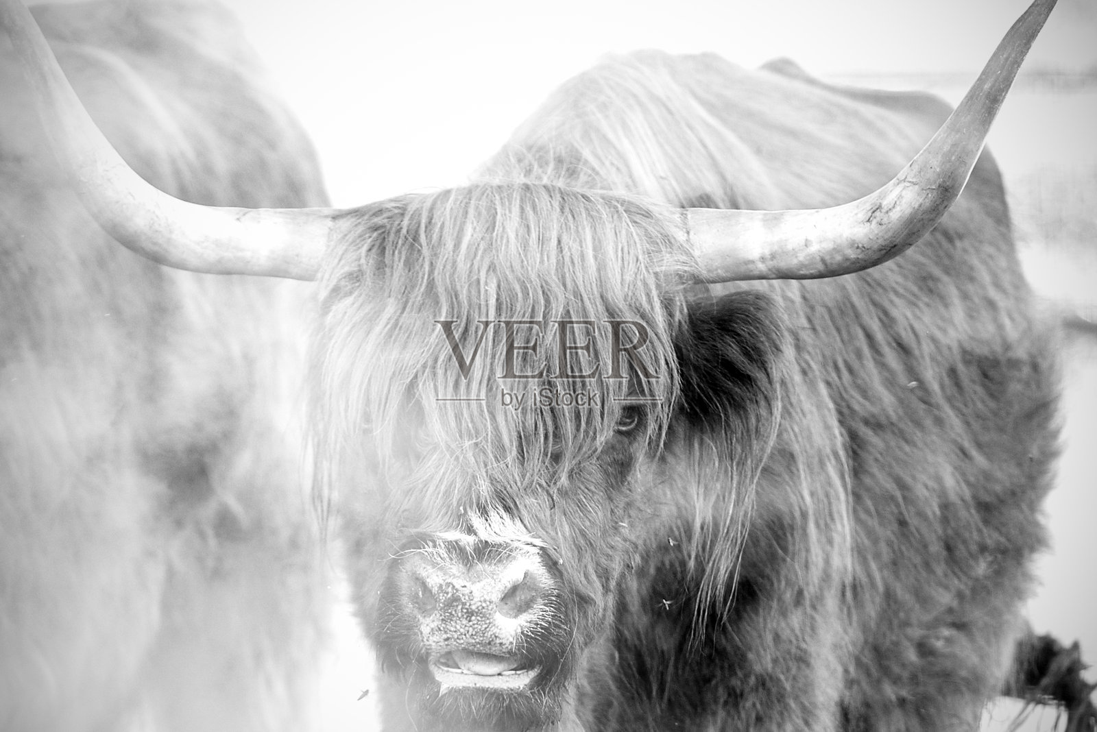 农场里的苏格兰奶牛,苏格兰高地奶牛,黑白画面照片摄影图片