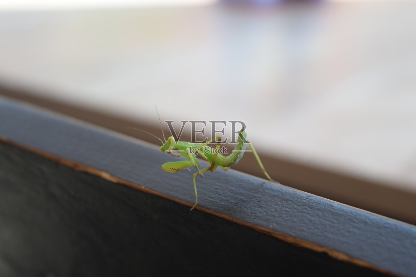 小的绿色昆虫螳螂照片摄影图片