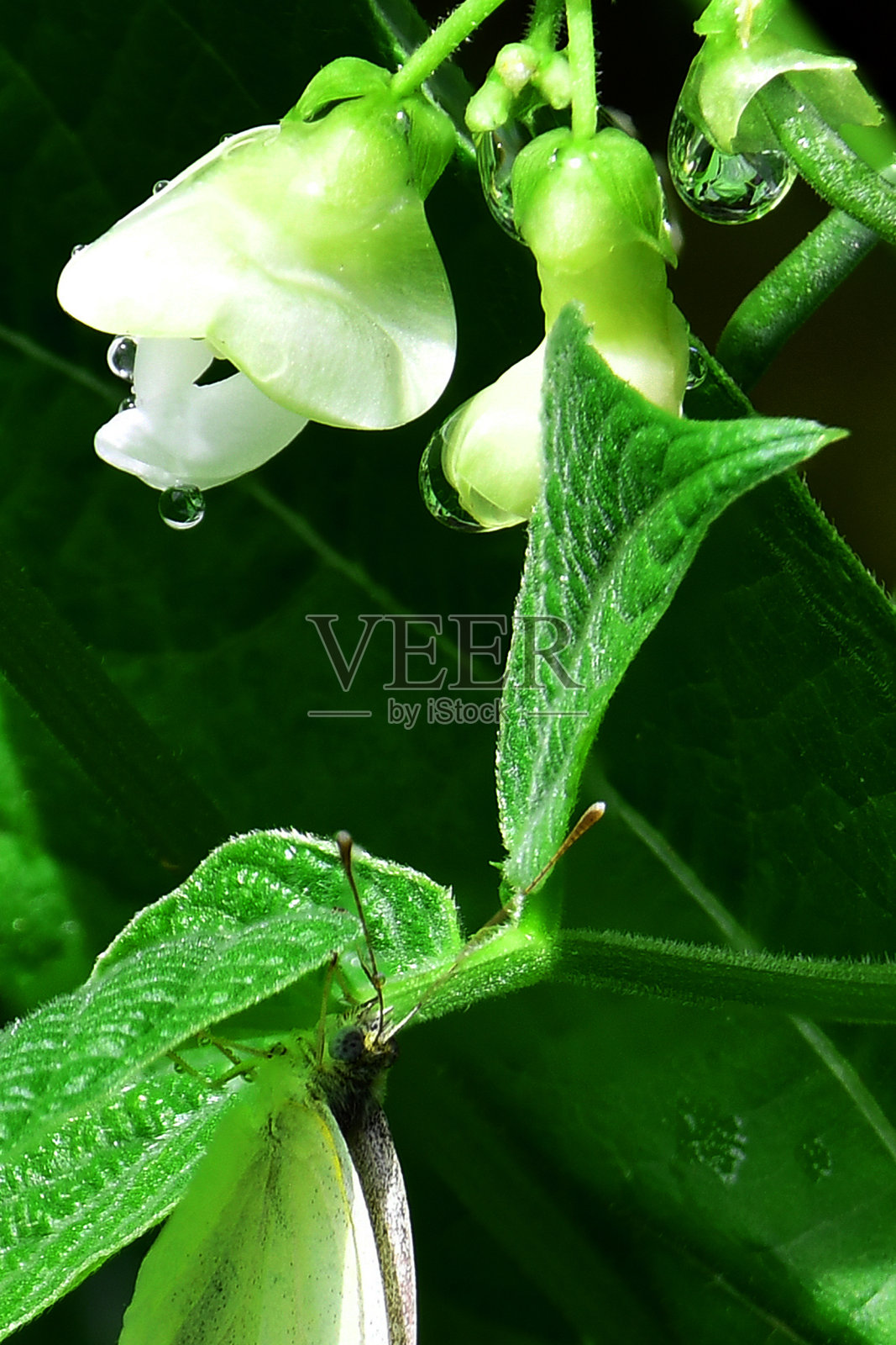 白菜蛾蝴蝶在开花的绿豆植物上照片摄影图片