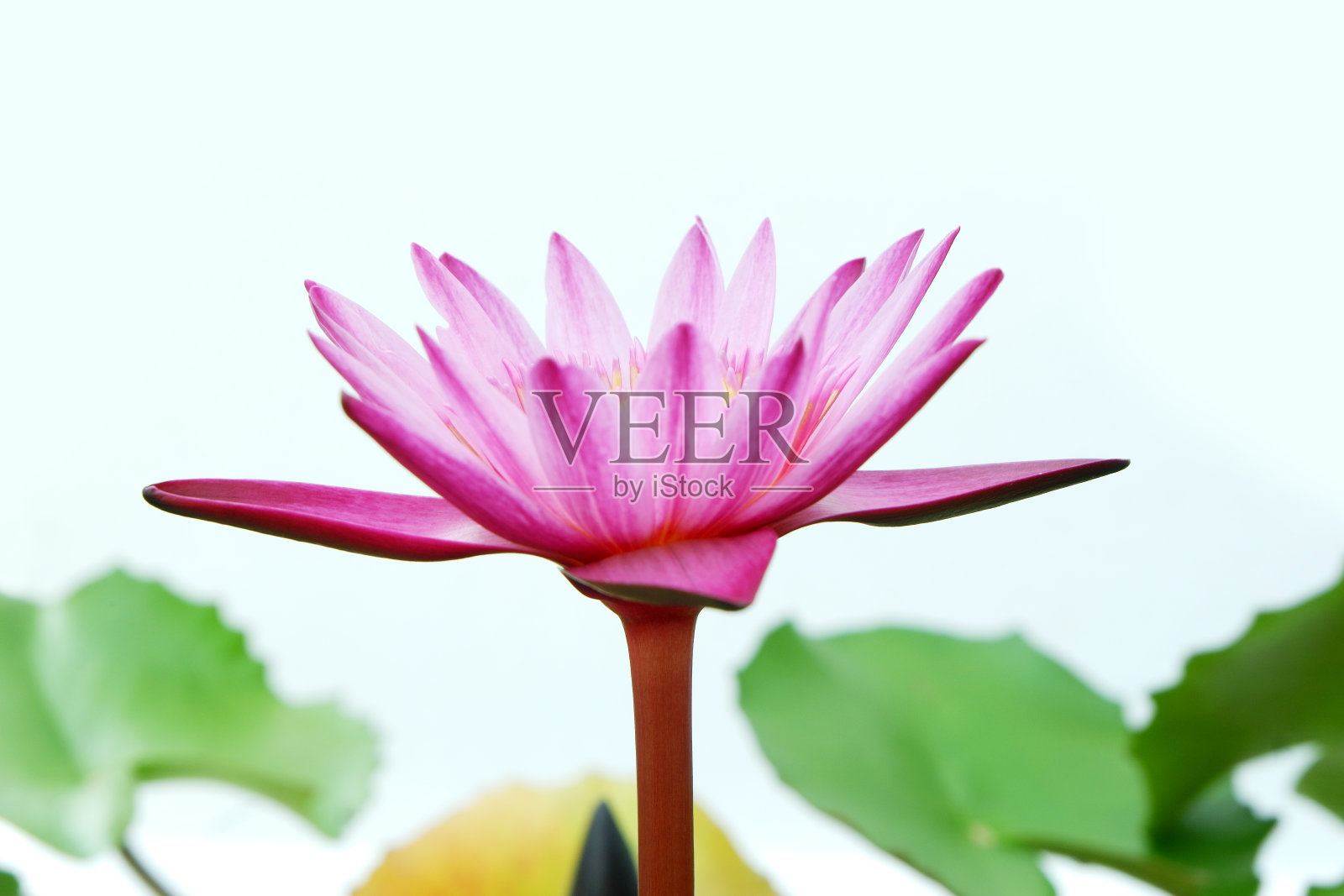 白底睡莲。照片摄影图片