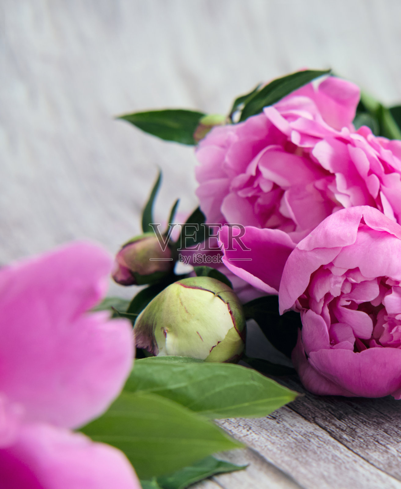 特写的粉红色牡丹芽与叶照片摄影图片