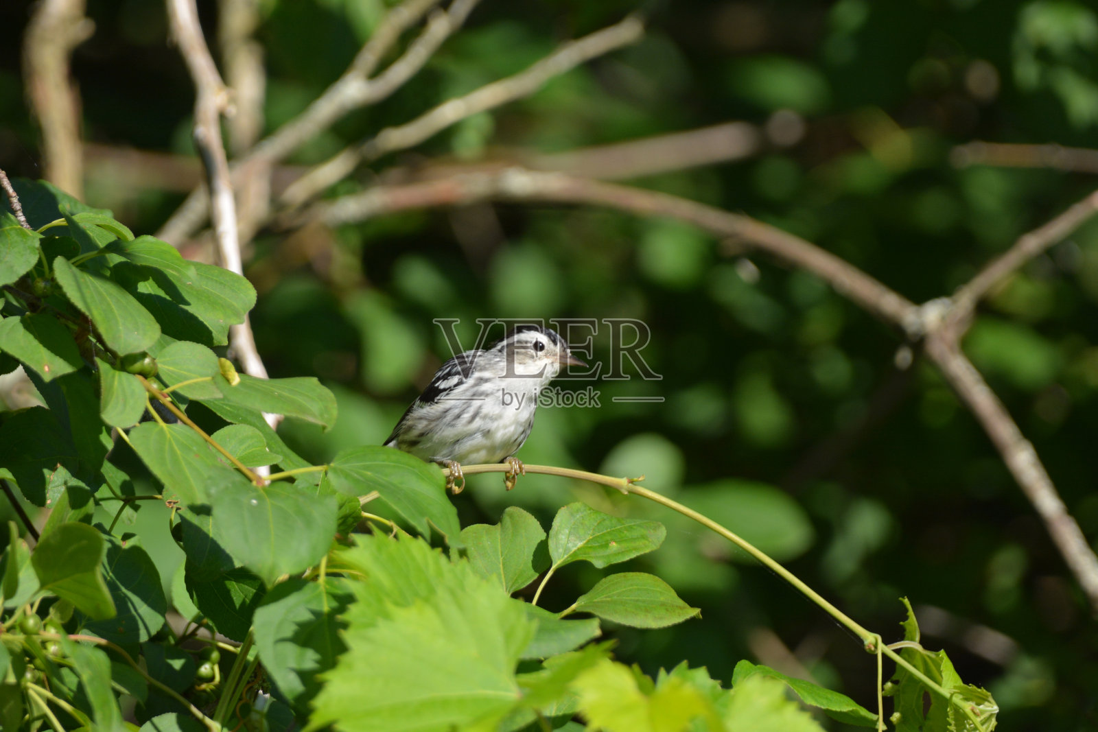 雌性黑白林莺照片摄影图片
