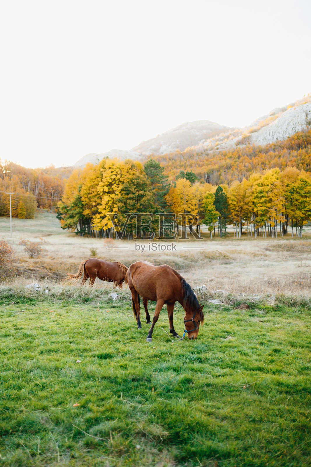 两匹棕色的马在绿色的草地上吃草,映衬着秋天黄色的森林。照片摄影图片