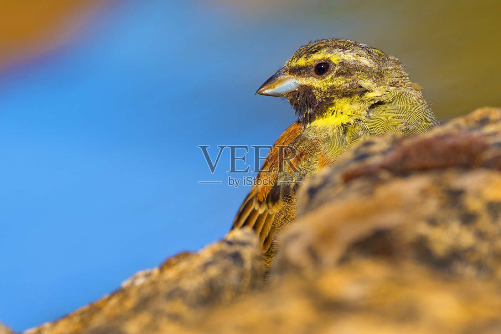 环鹀,森林池塘,地中海森林,西班牙照片摄影图片