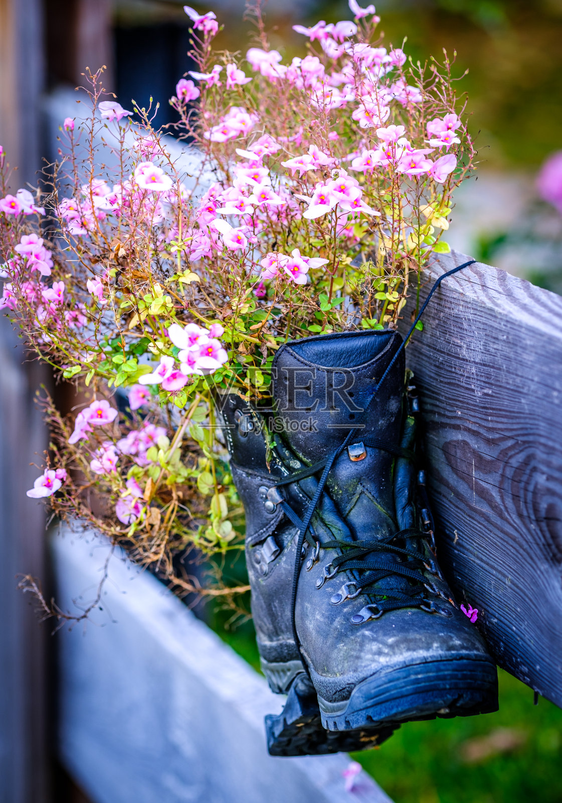 乡村花装饰照片摄影图片