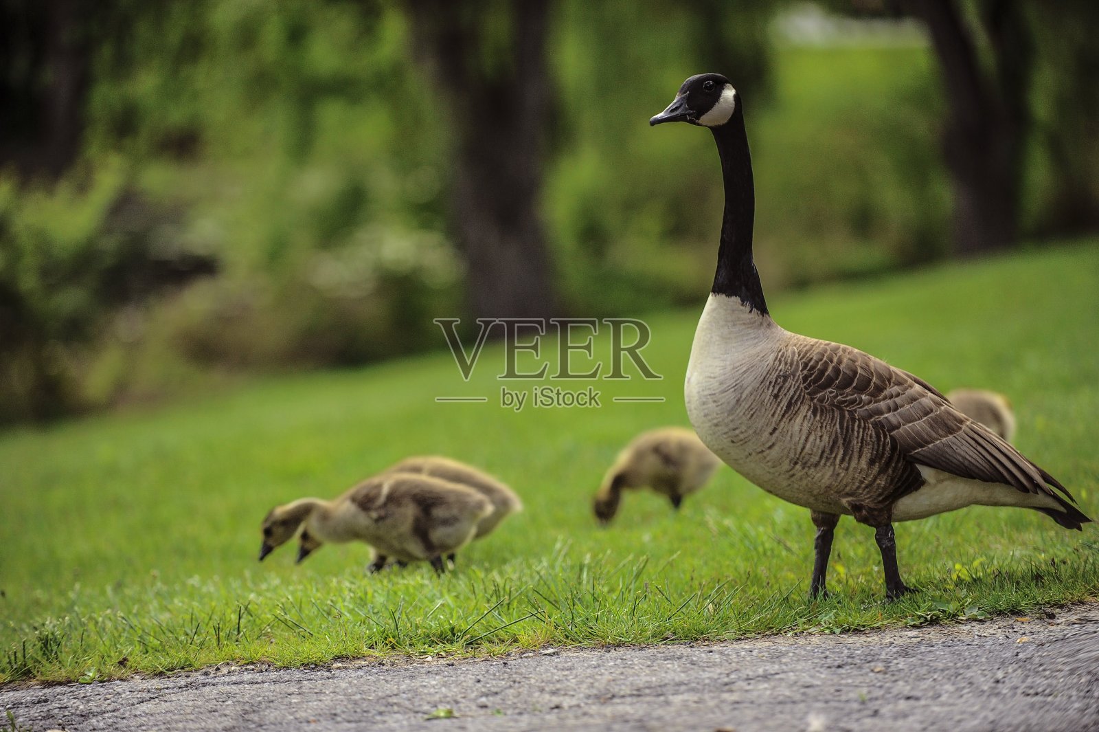 鹅的家庭照片摄影图片
