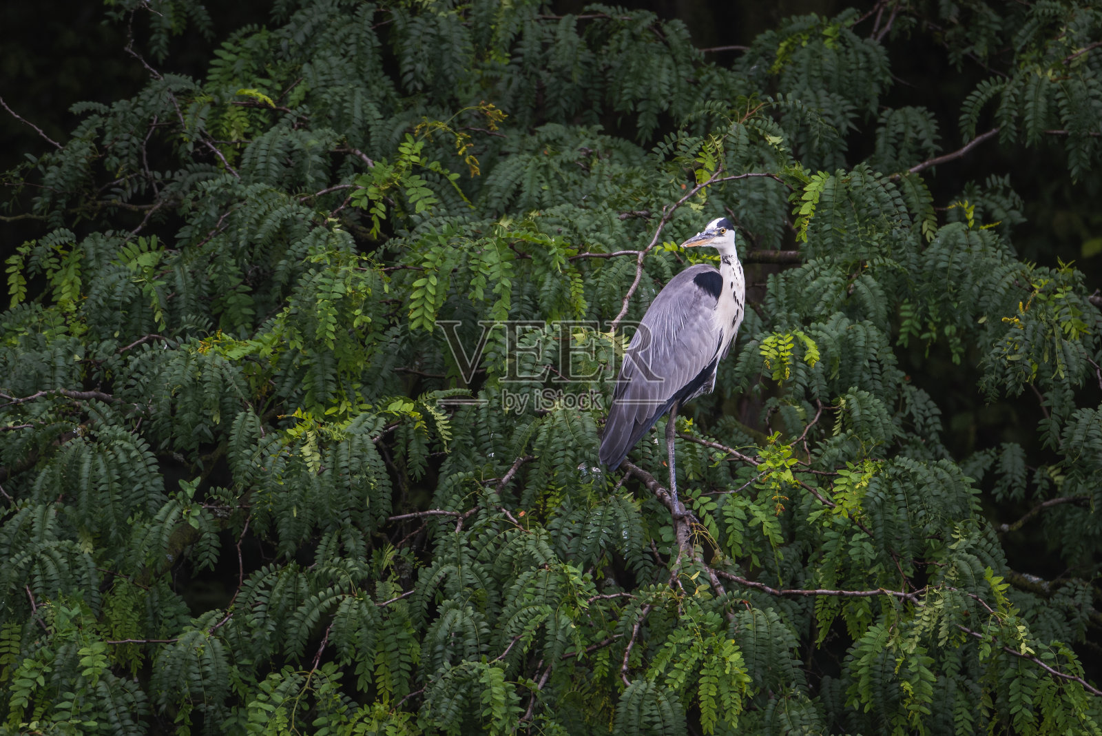 河边茂密的森林里有一只大灰鹭照片摄影图片