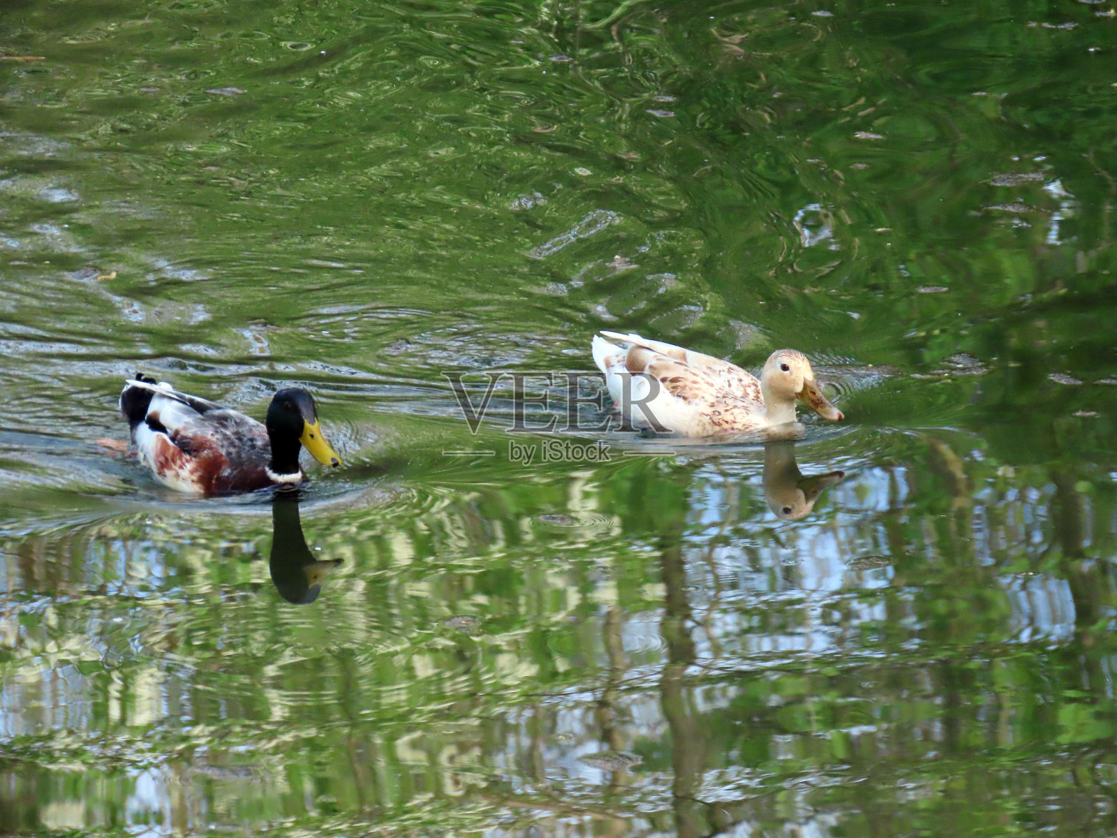 格拉特河畔小湖或池塘上的鸭子-瑞士苏黎世(苏黎世或苏黎世)照片摄影图片