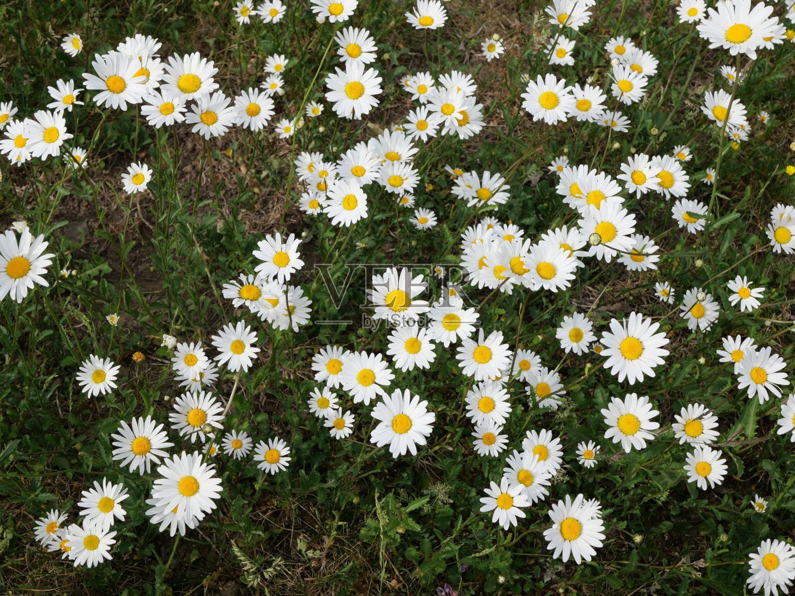 从上到下拍摄的野生雏菊照片摄影图片