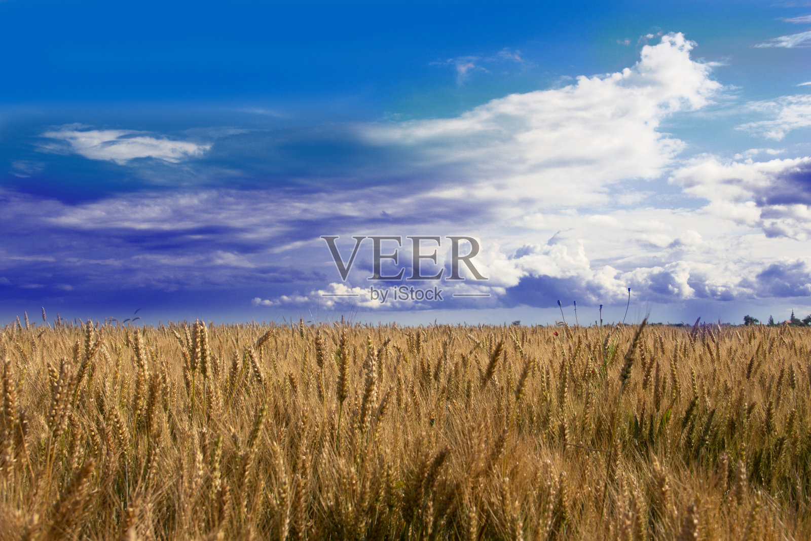 麦田照片摄影图片