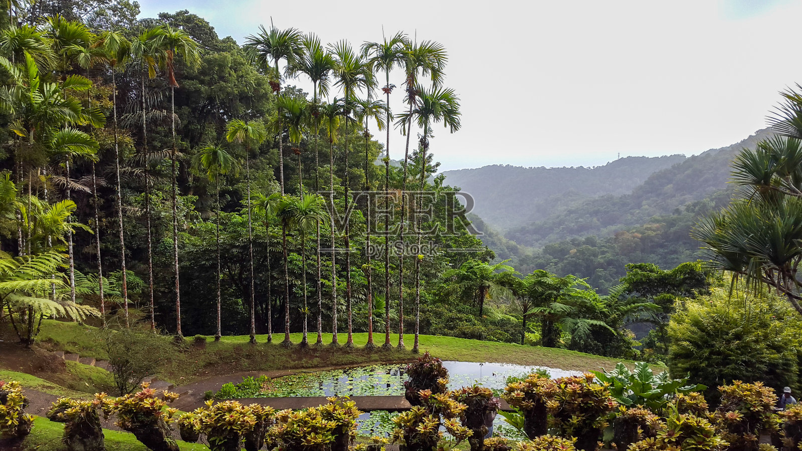 马提尼克岛的热带森林。照片摄影图片