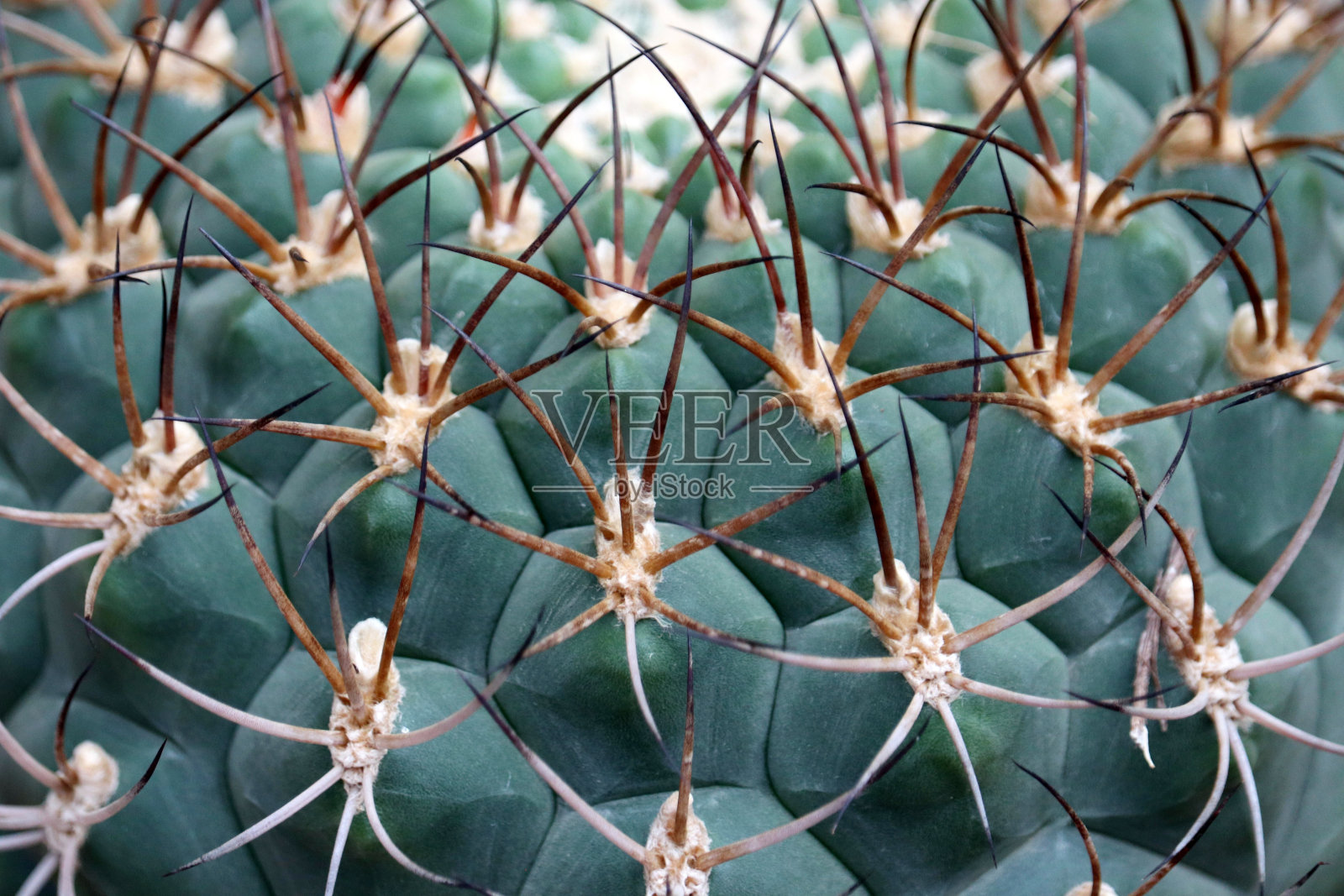 绿色的仙人掌与大针靠近照片摄影图片