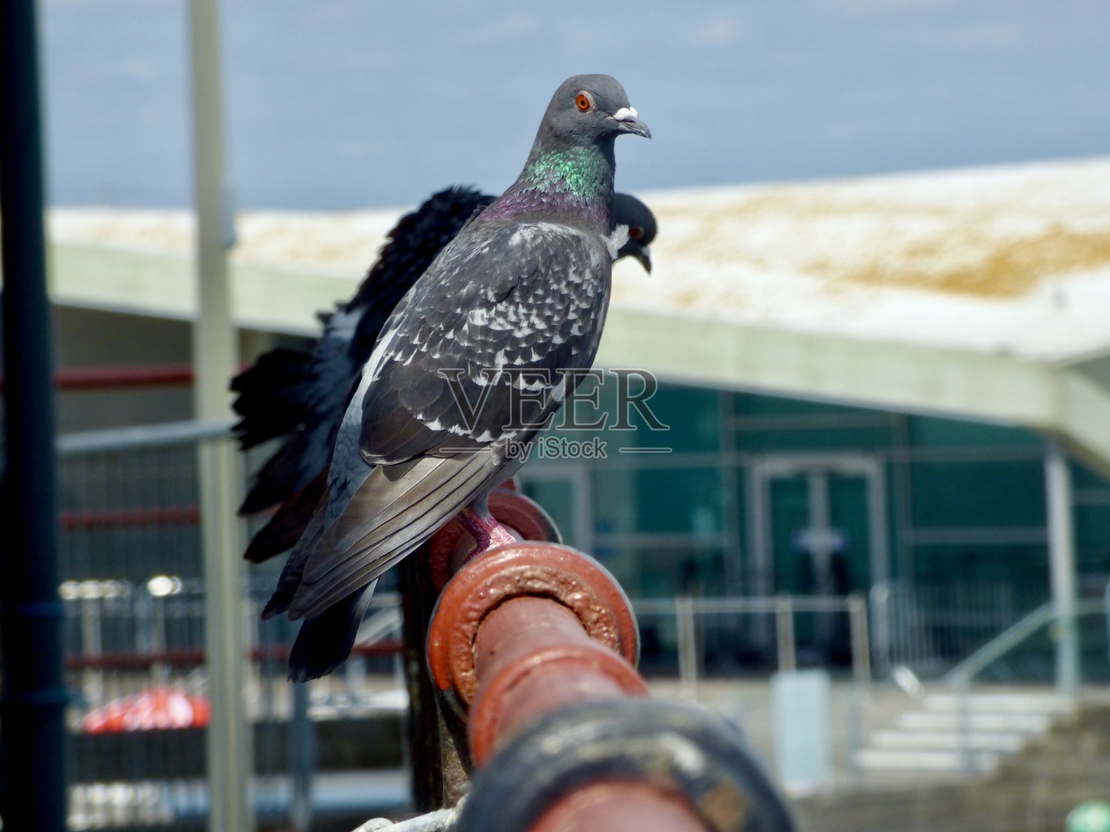 鸽子在海上照片摄影图片