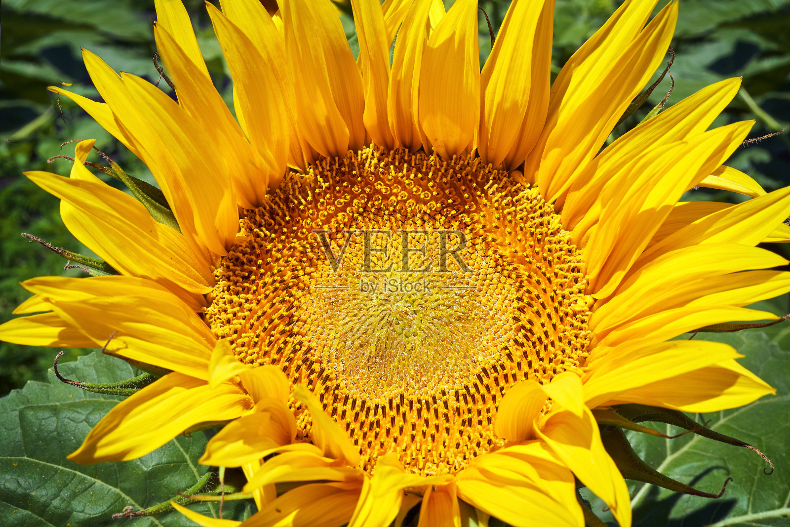 旗帜夏日碧空云花向日葵照片摄影图片