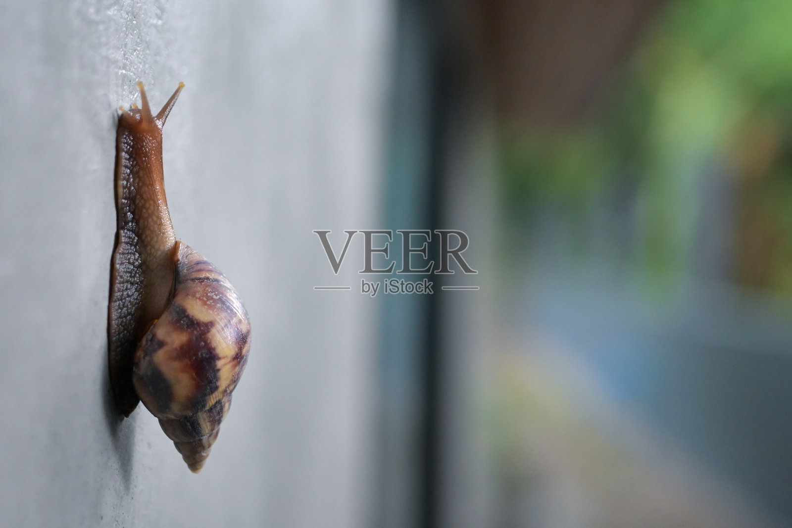 蜗牛、陆蜗牛、陆肺腹足类软体动物爬上水泥墙与复制空间。照片摄影图片