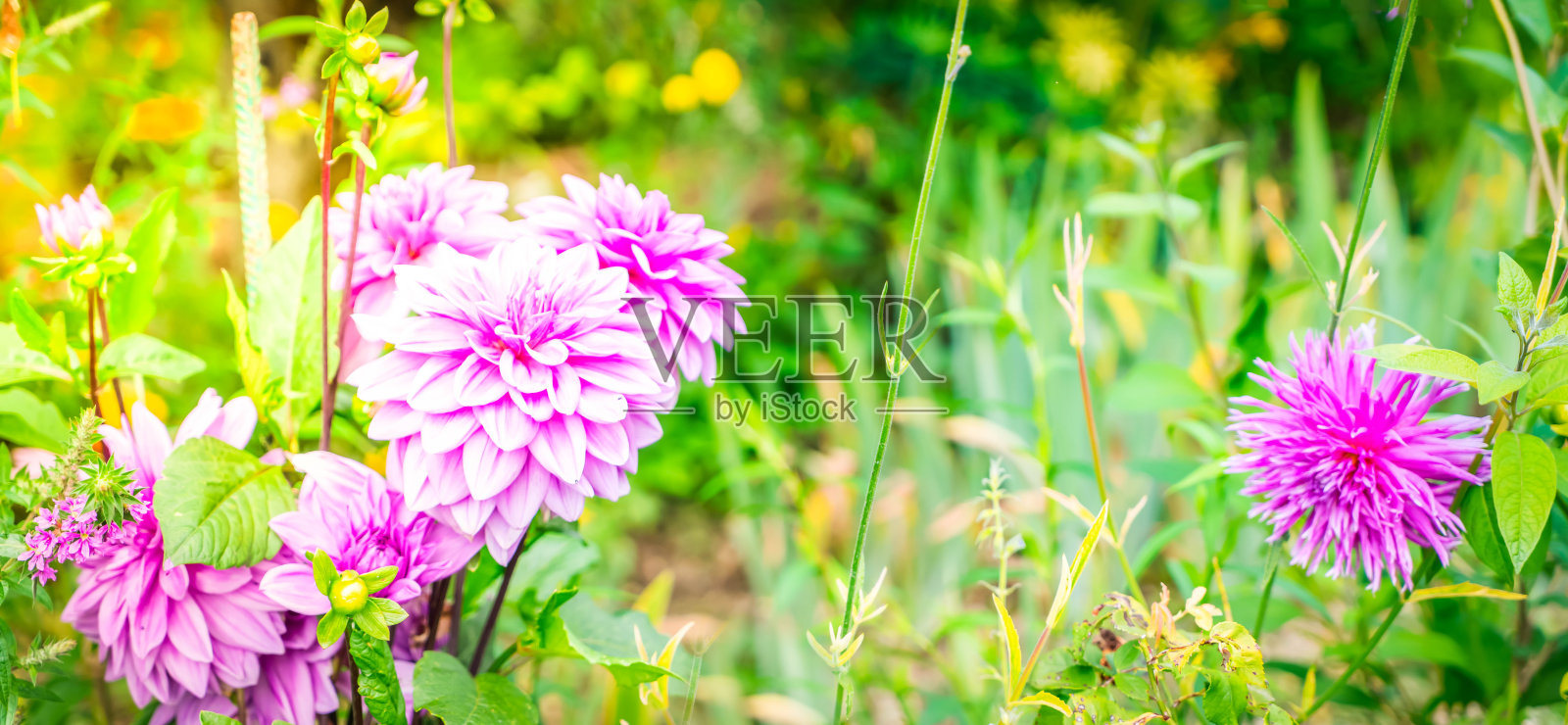 大丽花花园照片摄影图片