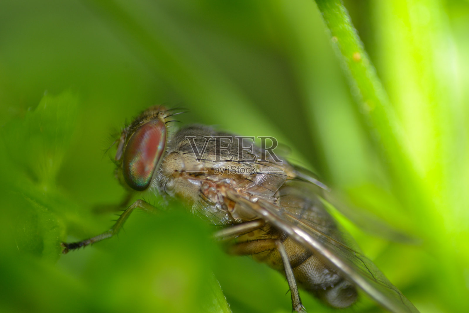 飞照片摄影图片