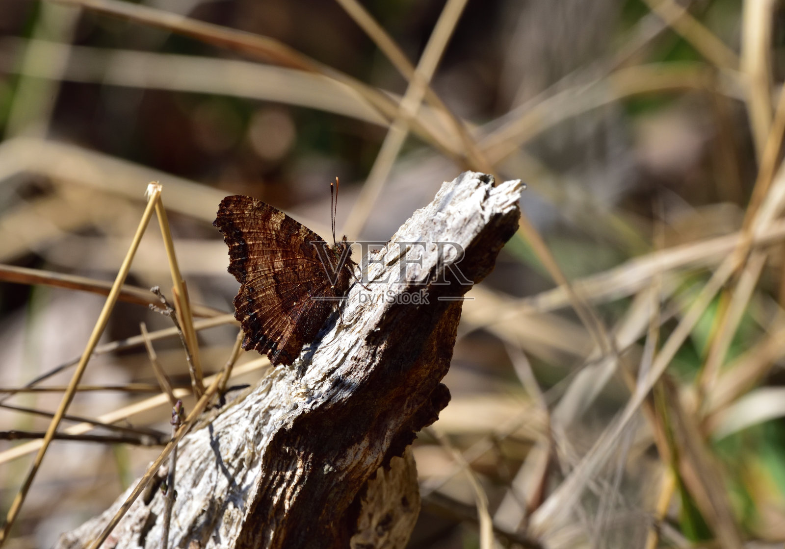 蝴蝶在它们的自然栖息地照片摄影图片