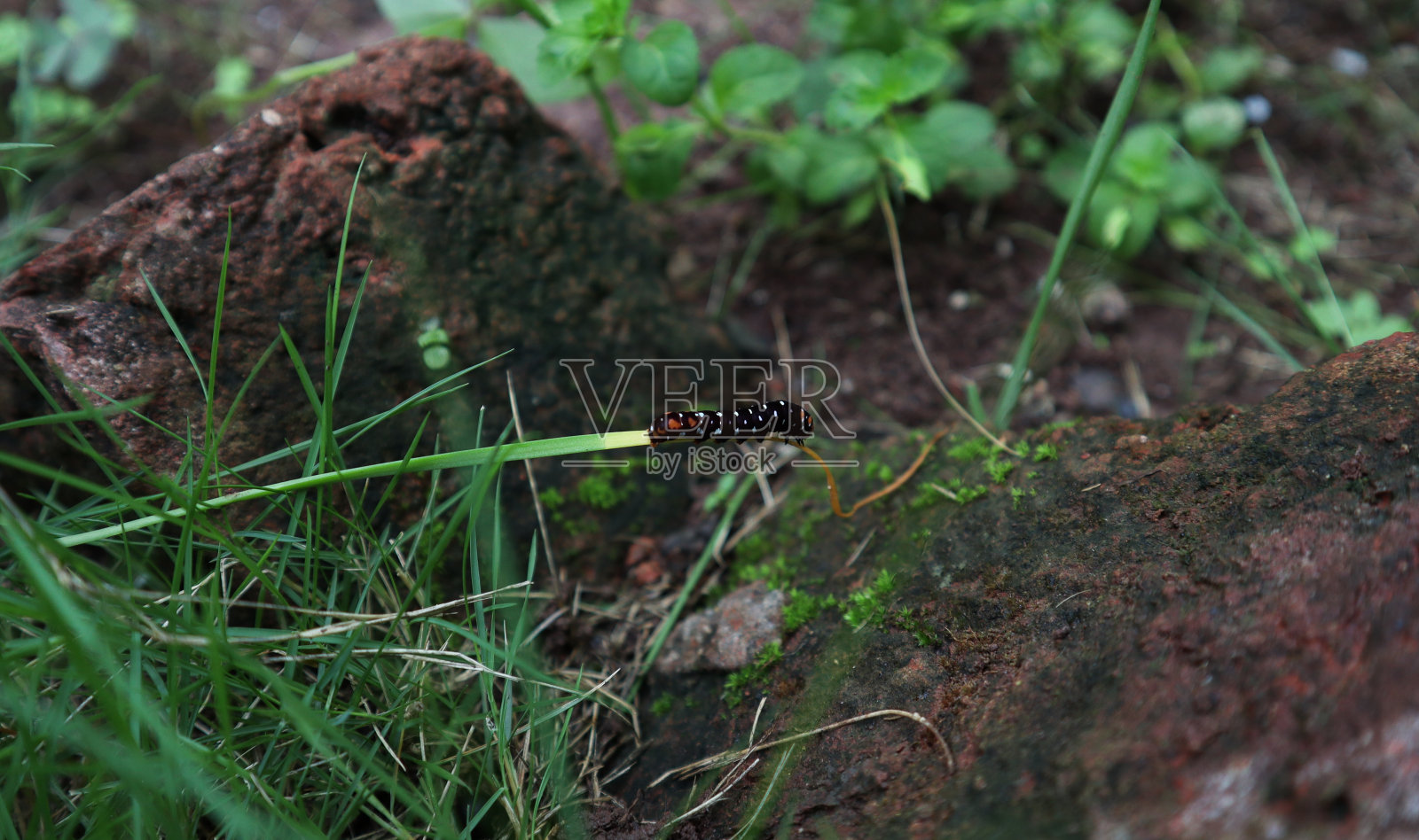 一条彩色的白底黑体毛毛虫在小小的草叶上爬行。照片摄影图片