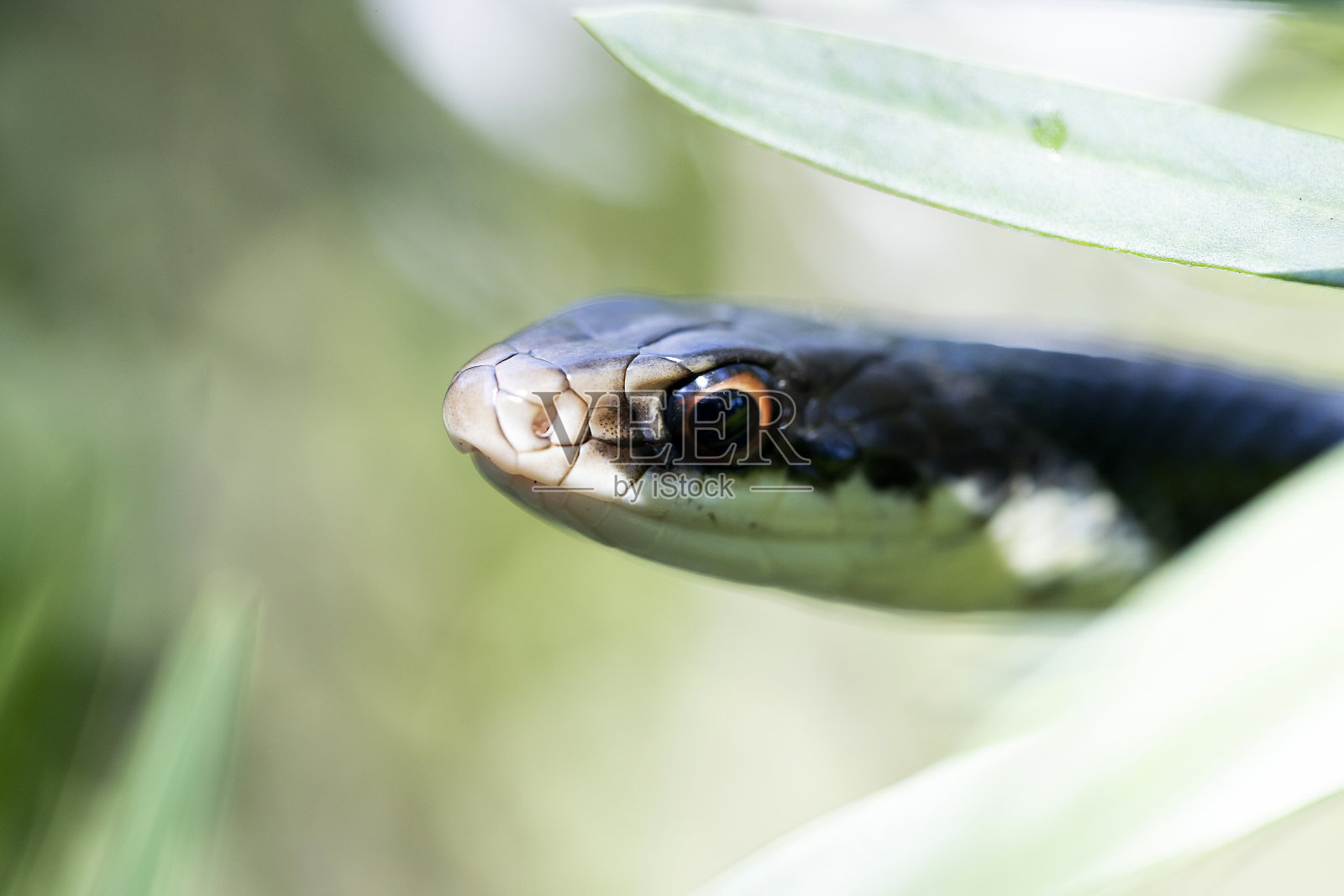 黑蛇照片摄影图片