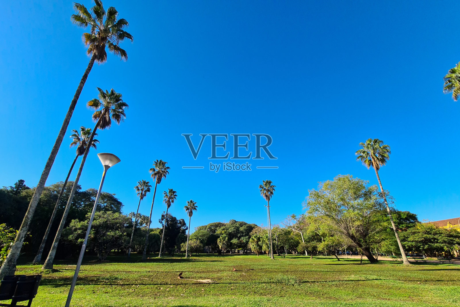 美丽的树木,不同的种类照片摄影图片