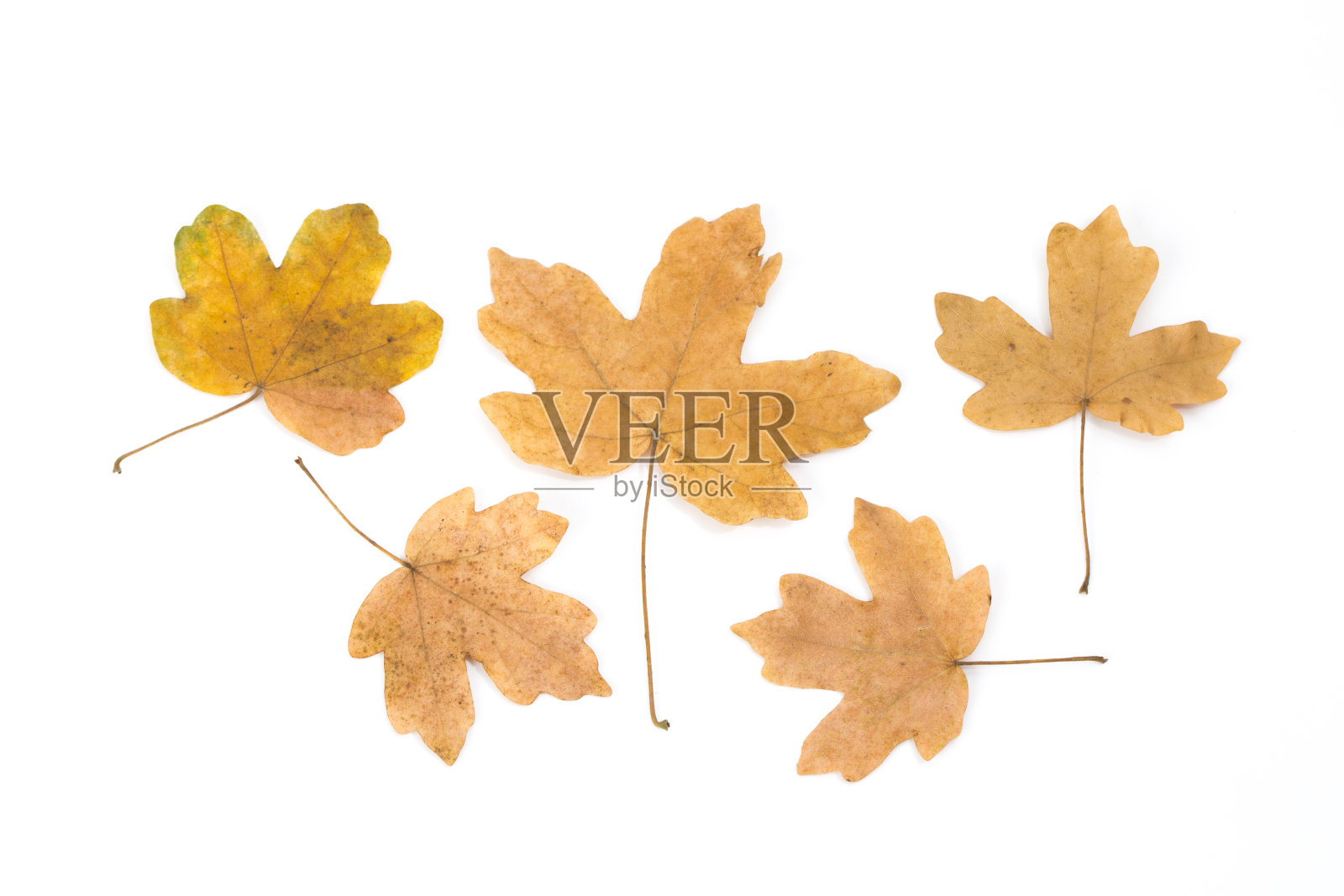 叶子呈红色和金色的黄色色调。在白色背景上。照片摄影图片