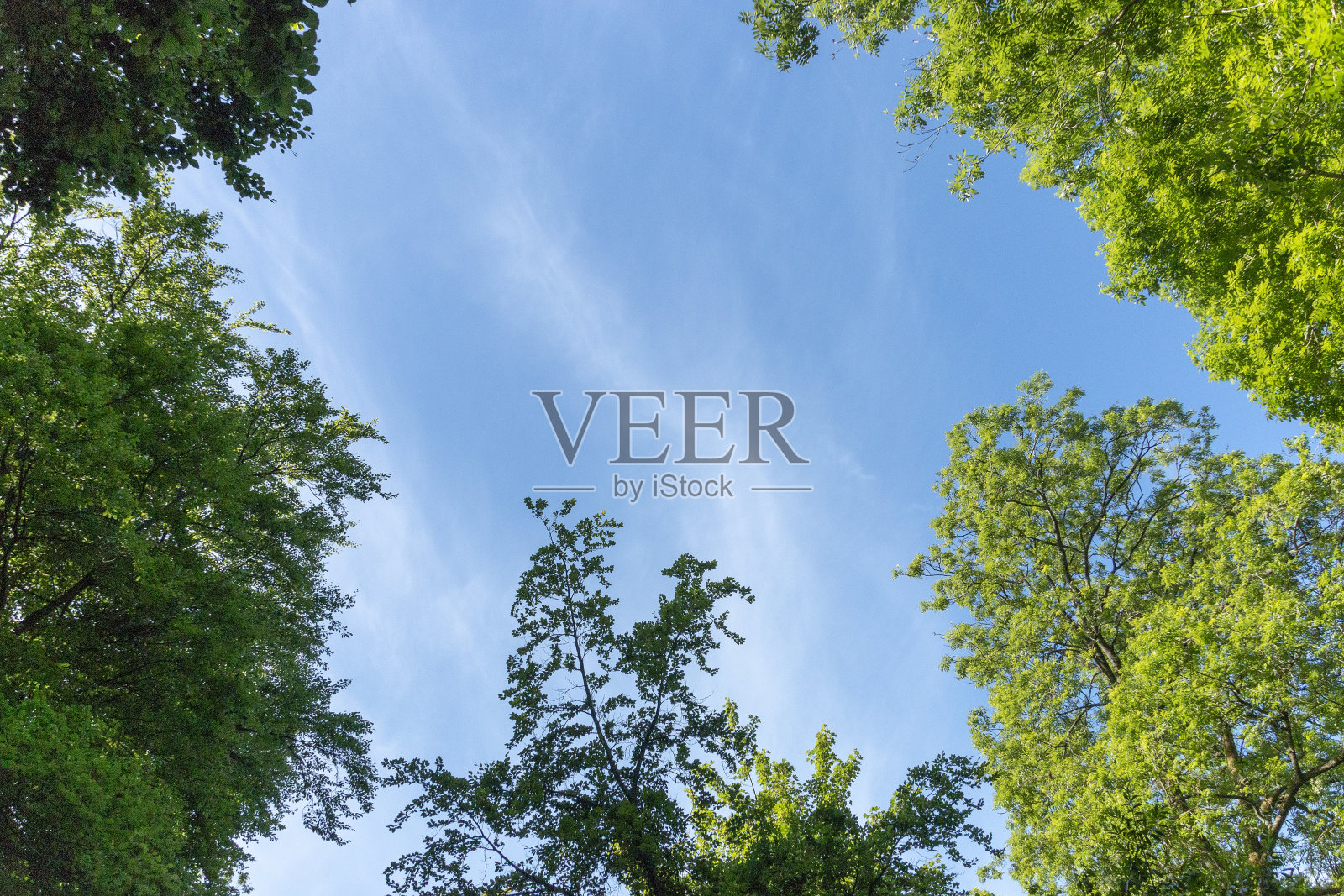 乡间小路旁边的森林里美丽的树木照片摄影图片