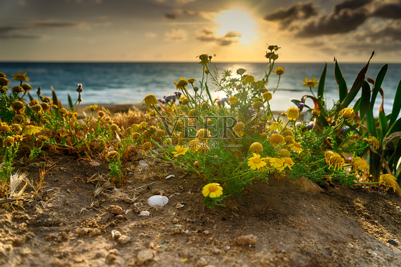地中海海滩日落海景中的鲜花照片摄影图片