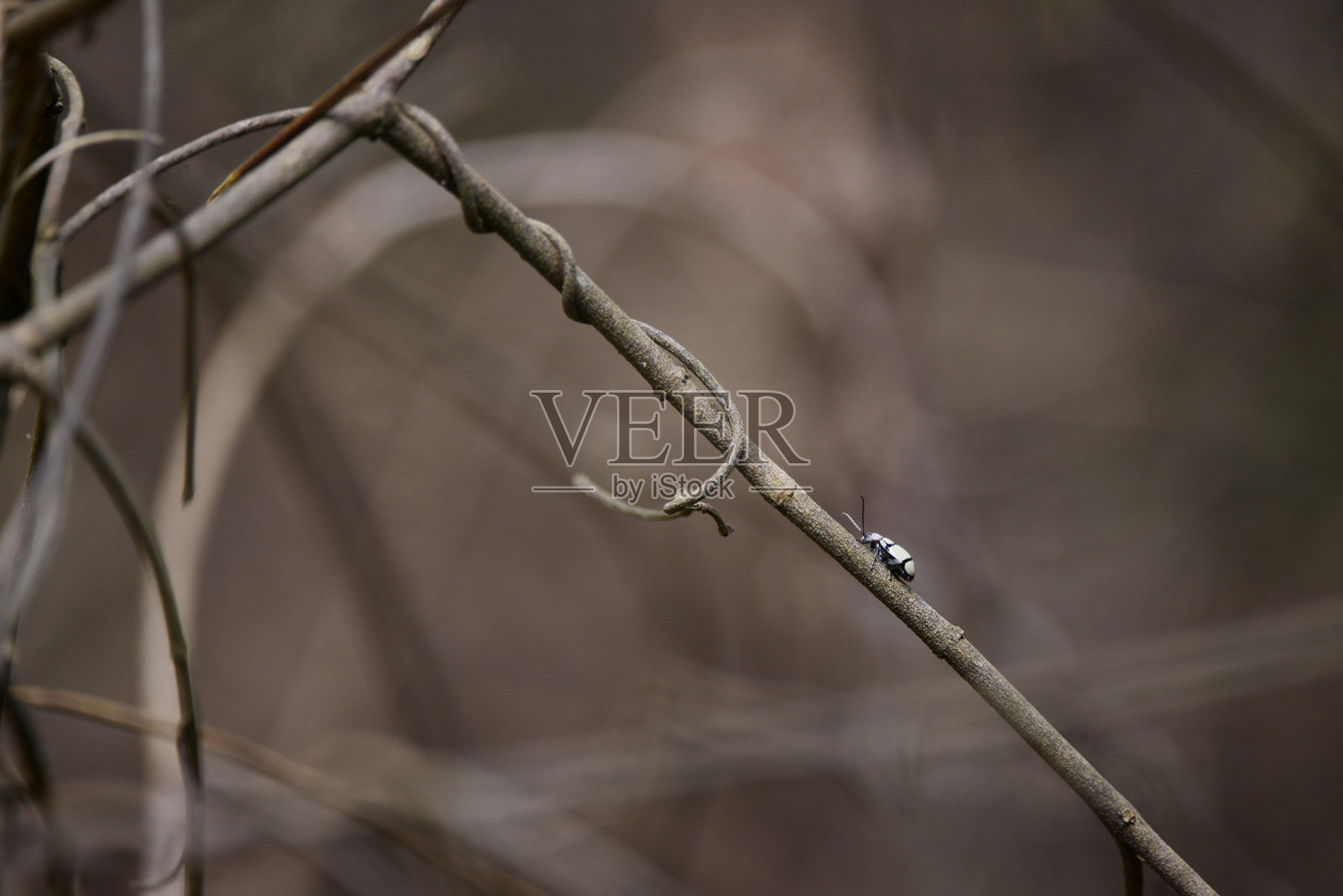 圣埃斯皮里托(Espirito Santo) Linhares拍摄的跳蚤甲虫。巴西东南部。照片摄影图片