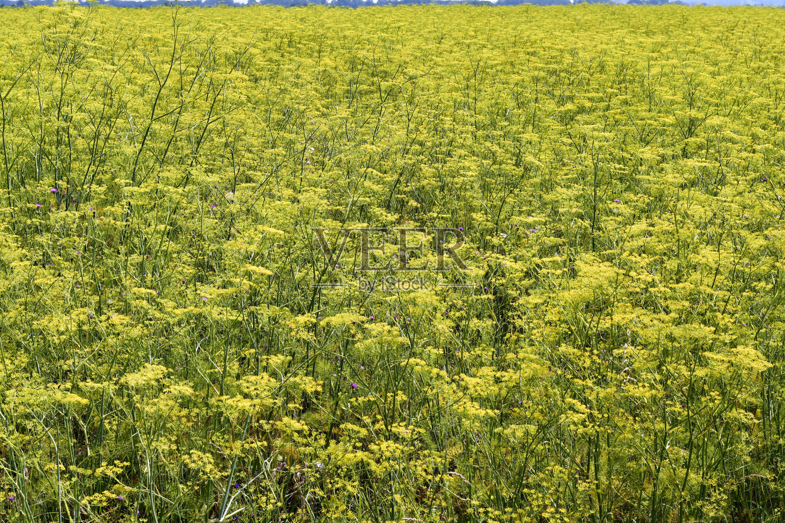 奥地利,农业,香菜田照片摄影图片