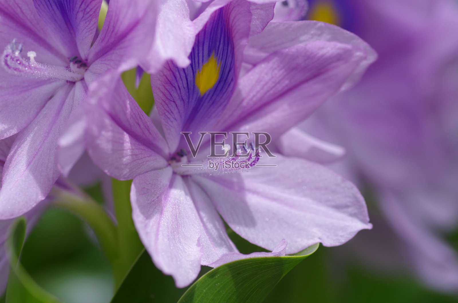 Thick-stemmed水葫芦照片摄影图片