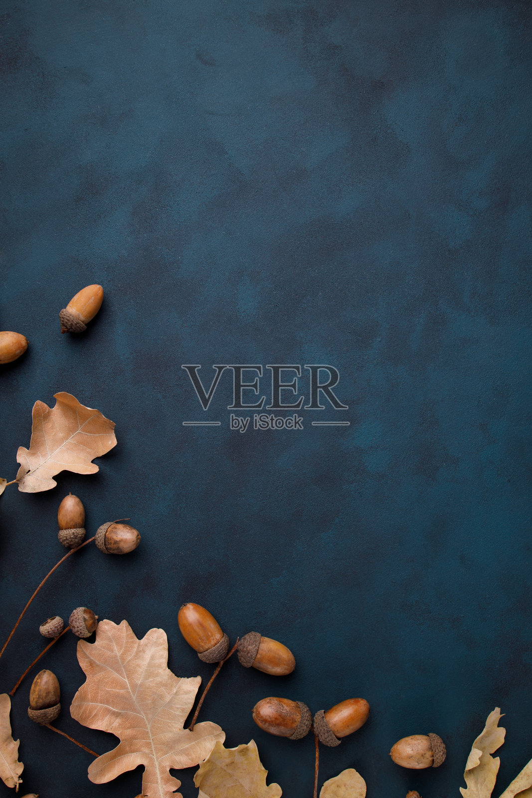 秋天花设计贺卡与橡子照片摄影图片