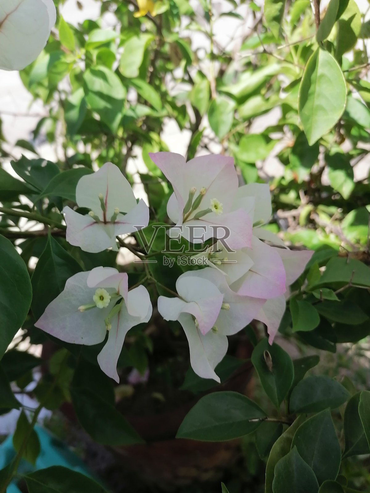 北方的花照片摄影图片