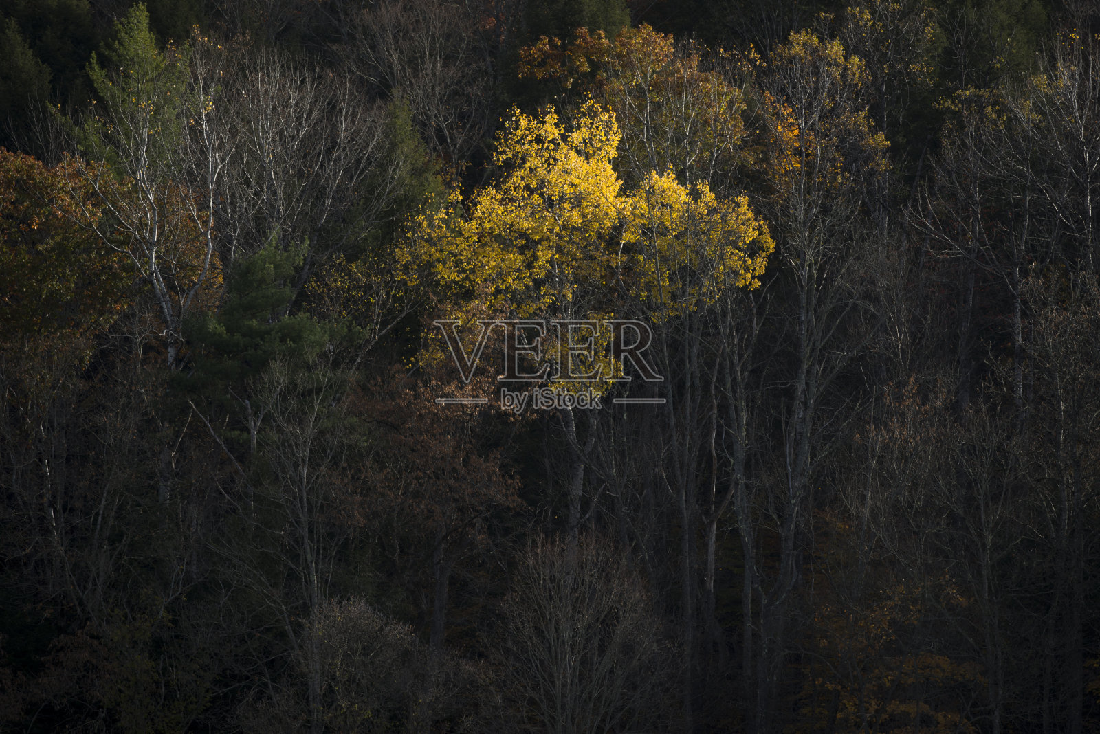 秋天的五彩森林照片摄影图片
