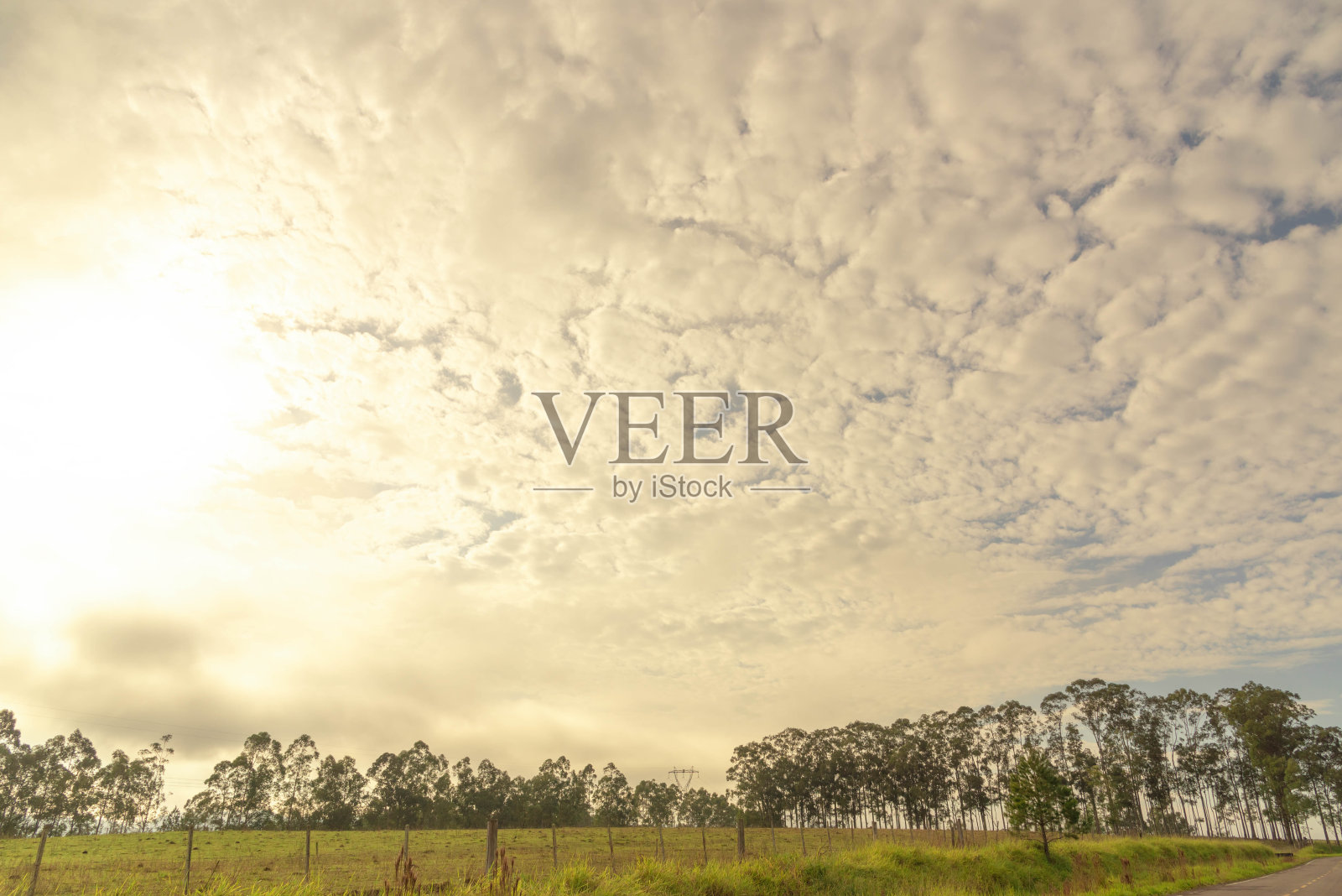 蒲草群落的黎明与云彩。巴西南部。农牧业产区照片摄影图片