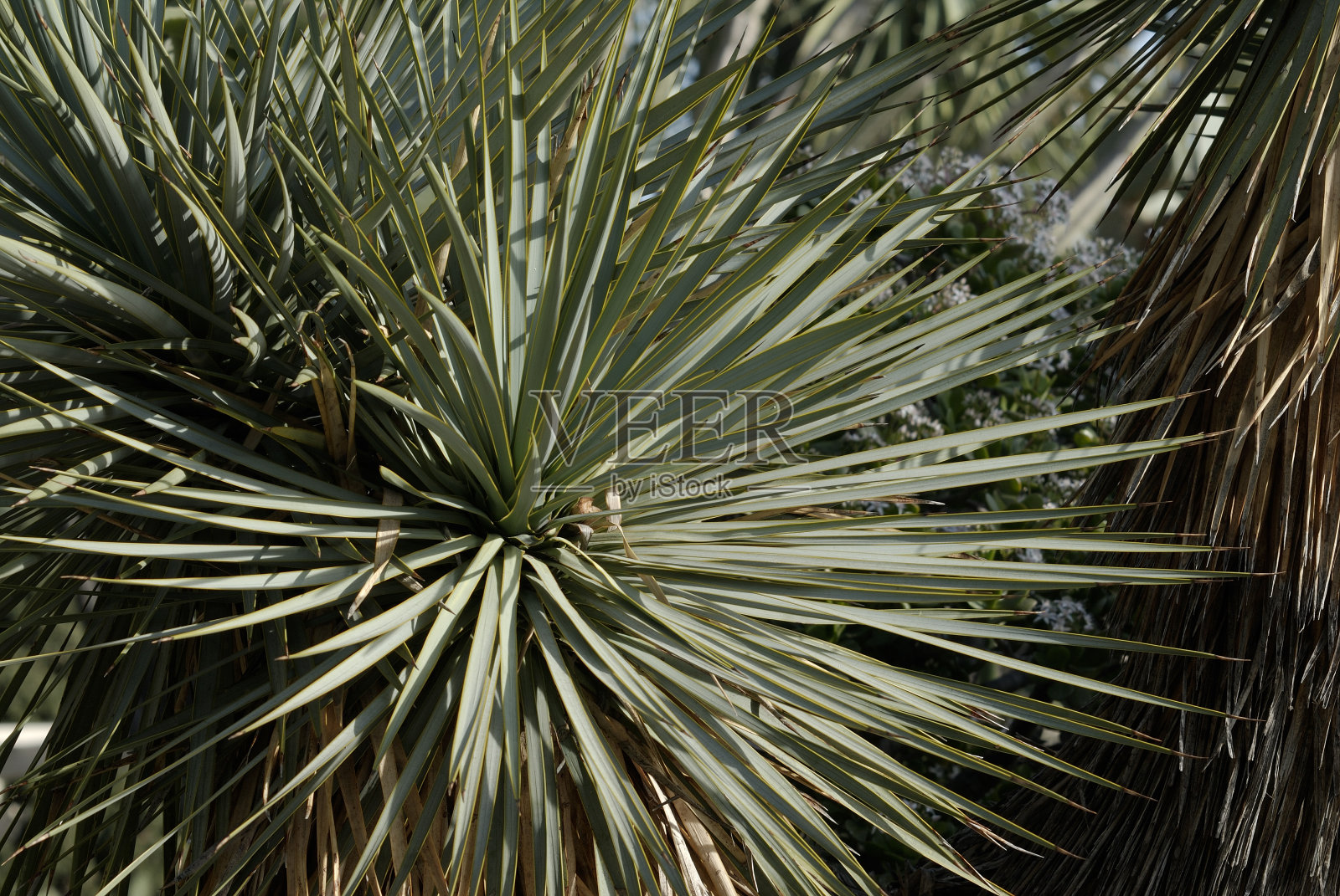 汤普森尤卡照片摄影图片