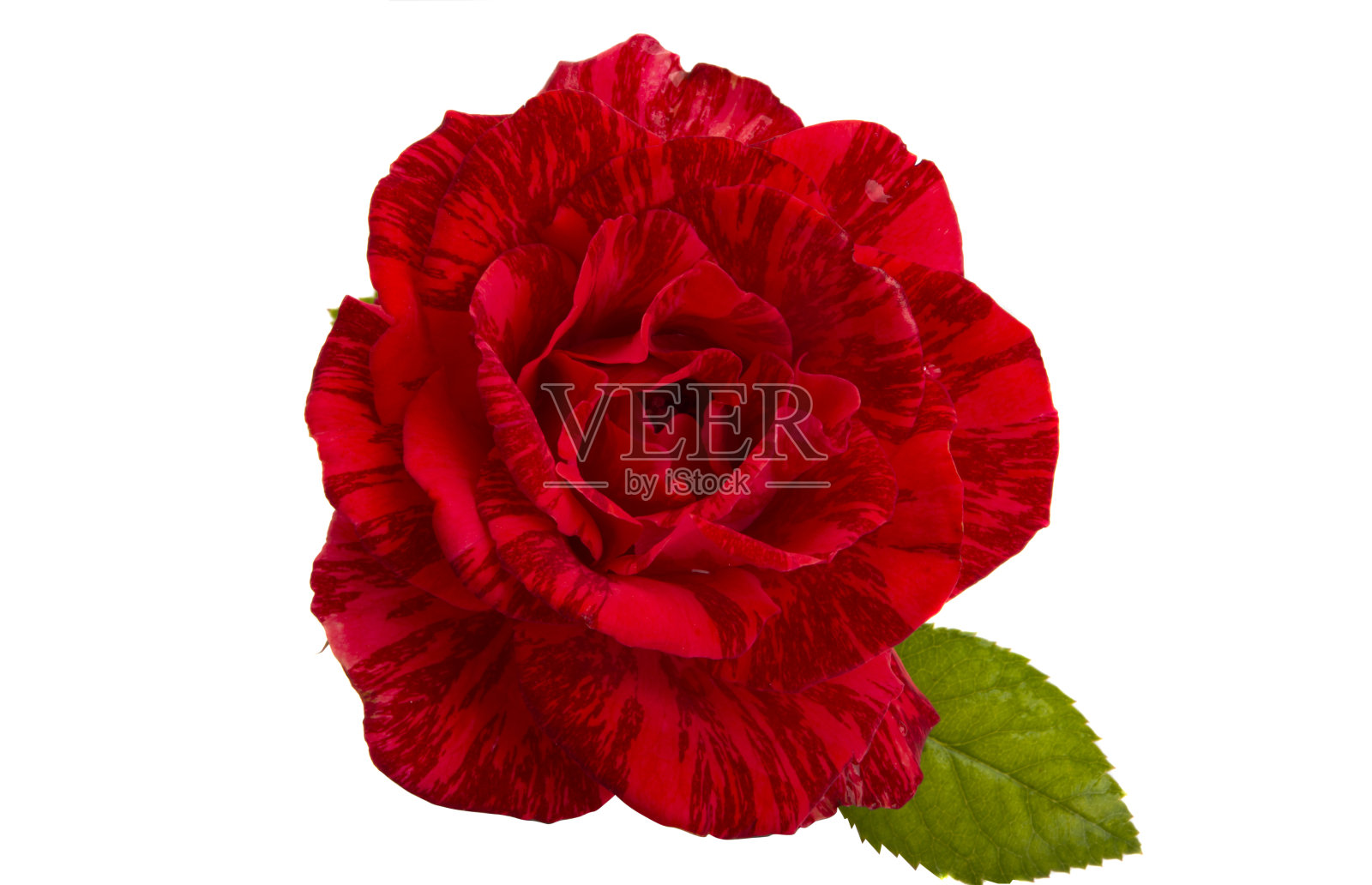 红玫瑰孤立照片摄影图片